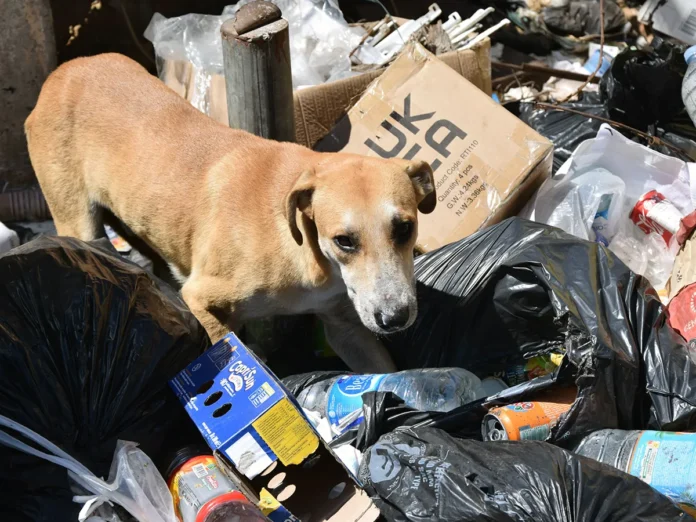 Errance animale : les associations des cinq DROM s’unissent pour réclamer une stratégie commune