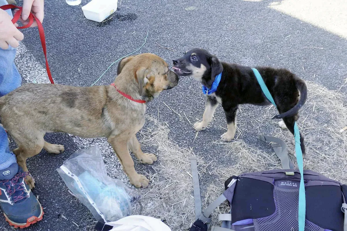Errance animale : les associations des cinq DROM s’unissent pour réclamer une stratégie commune