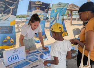 Le festival de la baleine revient pour une 2ème édition ce samedi Le festival de la baleine revient pour une 2ème édition ce samedi