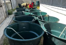 Petite-Terre : une centaine de composteurs distribués pour encourager le tri des déchets Petite-Terre : une centaine de composteurs distribués pour encourager le tri des déchets