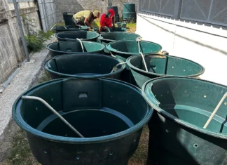 Petite-Terre : une centaine de composteurs distribués pour encourager le tri des déchets Petite-Terre : une centaine de composteurs distribués pour encourager le tri des déchets