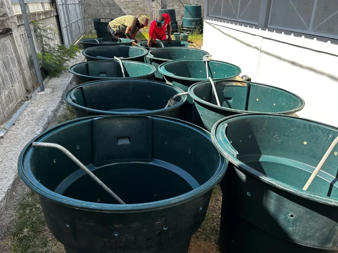 Petite-Terre : une centaine de composteurs distribués pour encourager le tri des déchets