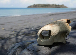 123 cas de braconnage de tortues recensés par le REMMAT en 2025 123 cas de braconnage de tortues recensés par le REMMAT en 2025