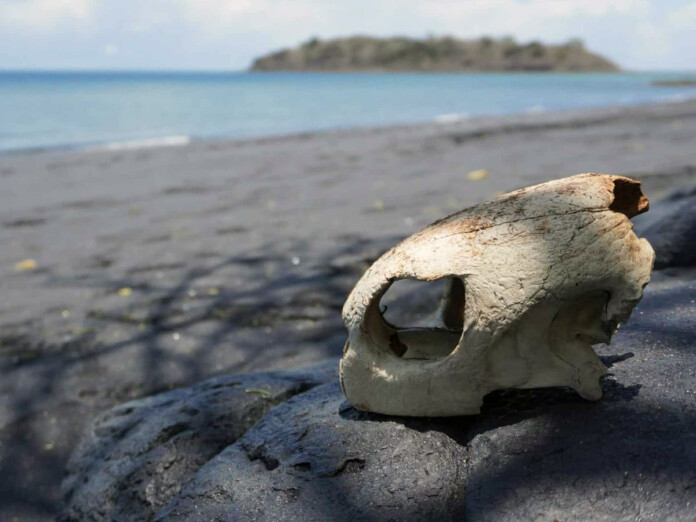 123 cas de braconnage de tortues recensés par le REMMAT en 2025 123 cas de braconnage de tortues recensés par le REMMAT en 2025