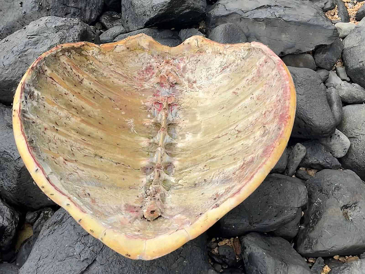 123 cas de braconnage de tortues recensés par le REMMAT en 2025