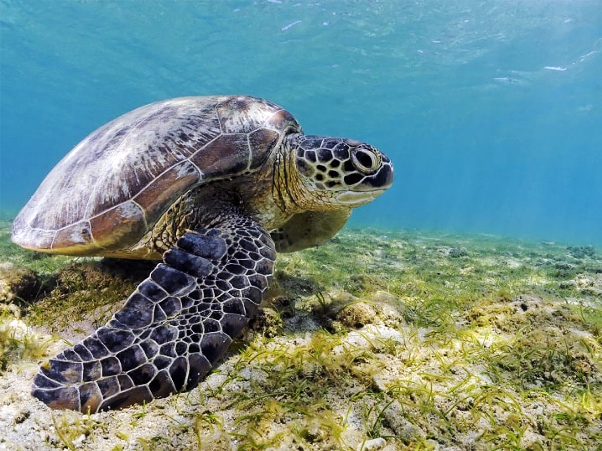 123 cas de braconnage de tortues recensés par le REMMAT en 2025
