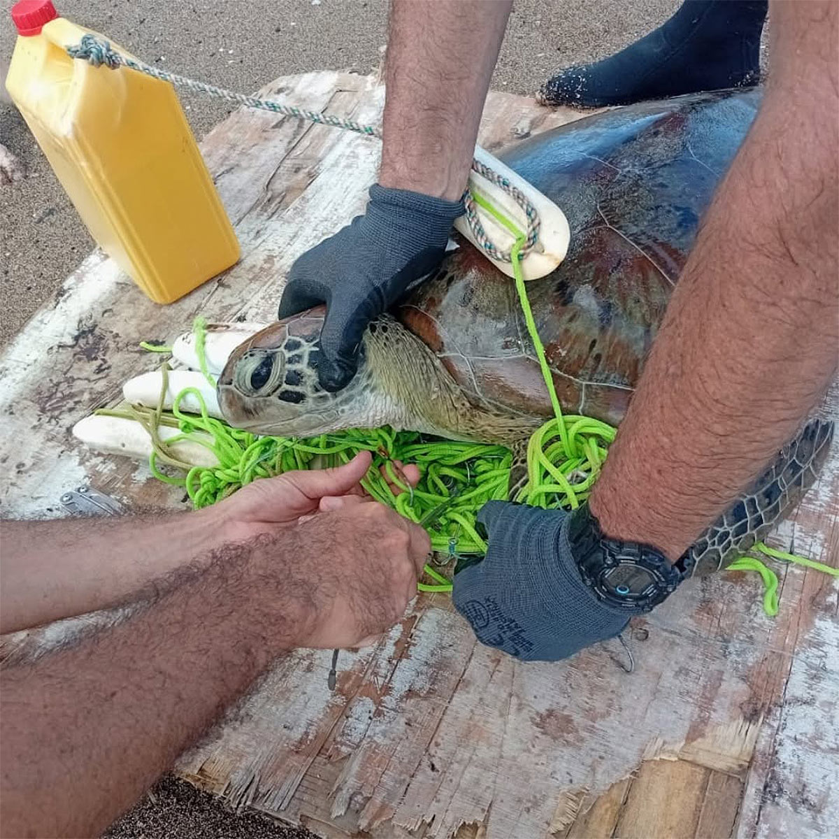 123 cas de braconnage de tortues recensés par le REMMAT en 2025