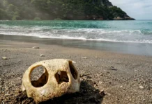 Tortues marines à Mayotte : un centre de soins attendu pour mieux les protéger Tortues marines à Mayotte : un centre de soins attendu pour mieux les protéger