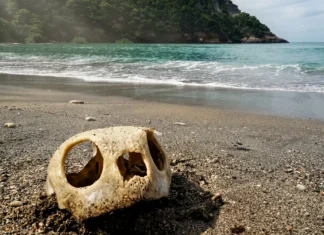 Tortues marines à Mayotte : un centre de soins attendu pour mieux les protéger Tortues marines à Mayotte : un centre de soins attendu pour mieux les protéger