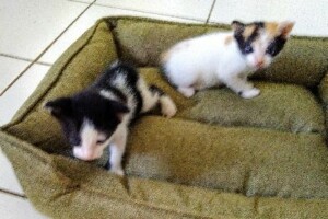 CHATONS A DONNER