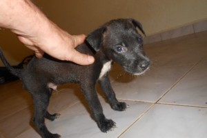 Donne petit chien mal