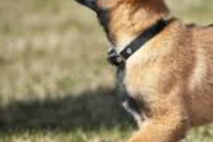 Berger Malinois chiots de 3 mois