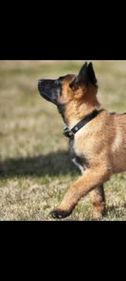 Berger Malinois chiots de 3 mois