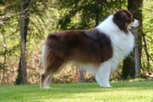 Chiots berger australien à vendre