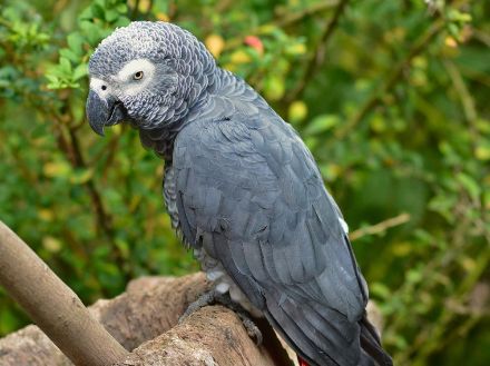 Offre de perroquet gris du Gabon